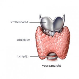 schildklierfoto2