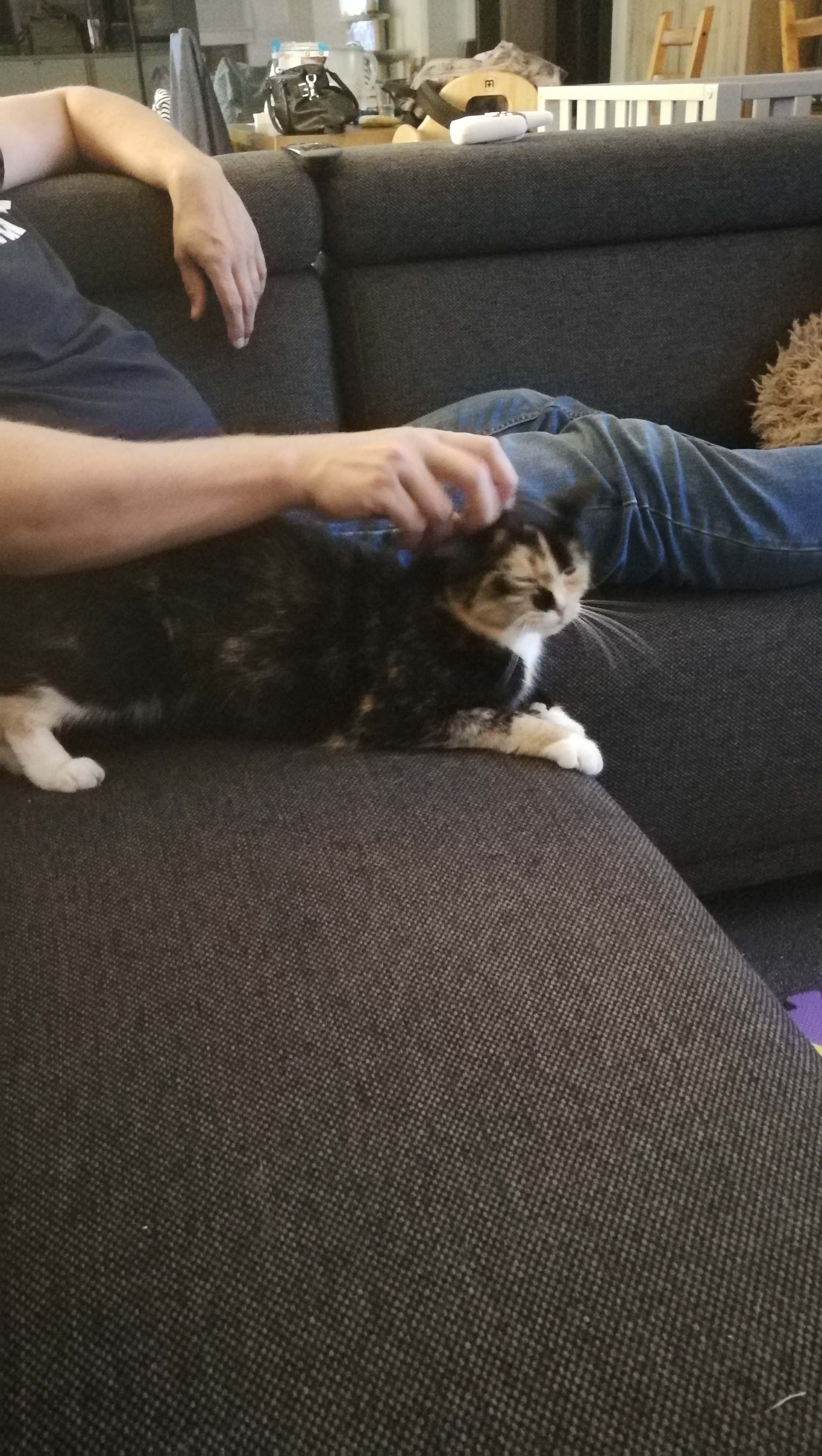 Poes vermist